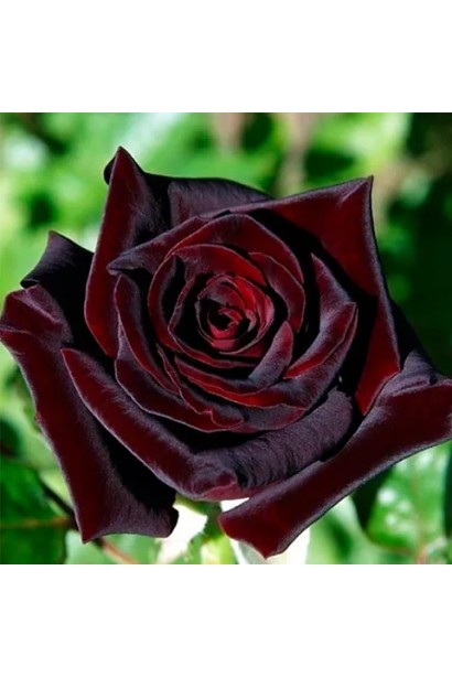 Rosa Black Queen – грациозность и красота бордовых лепестков.
